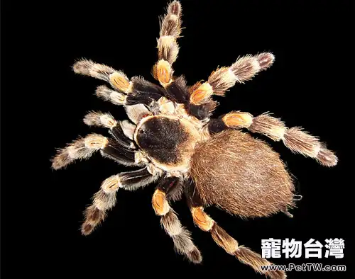 巴西白間紅尾的外形特點(1圖)-寵物台灣