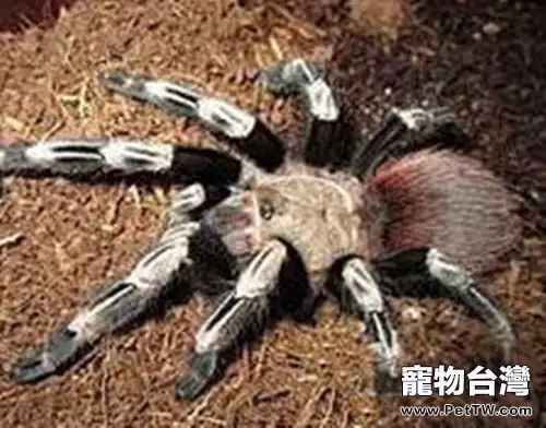 巴西白間紅尾的飼養要點(1圖)-寵物台灣