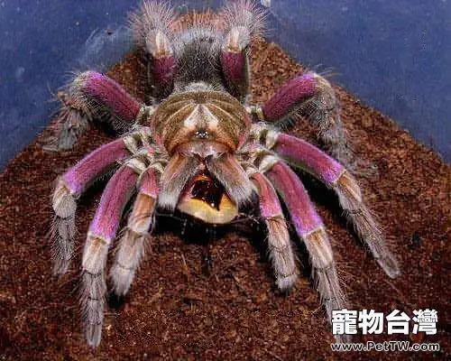 巴西粉紅食鳥蛛的品種簡介(1圖)-寵物台灣