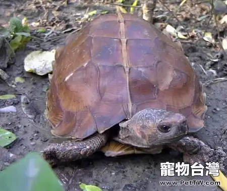 有關扁山龜的介紹（圖）