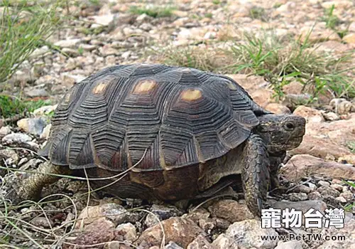 德州地鼠龜的品種簡介