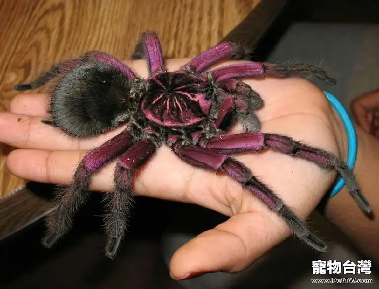 巴西粉紅食鳥蛛的飼養要點(1圖)-寵物台灣