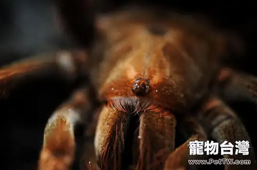 巴西粉紅食鳥蛛的飼養環境要求(1圖)-寵物台灣