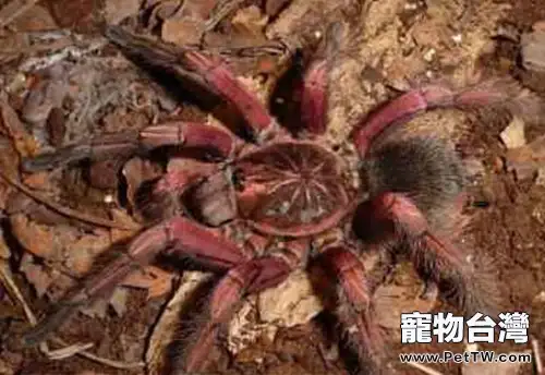 巴西粉紅食鳥蛛的餵食要求(1圖)-寵物台灣