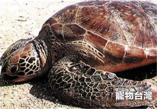 大西洋蠵龜的品種簡介