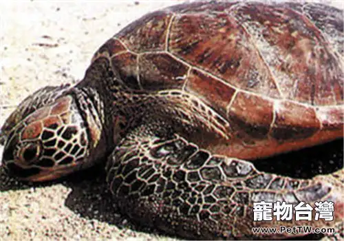 大西洋蠵龜的品種簡介(1圖)-寵物台灣