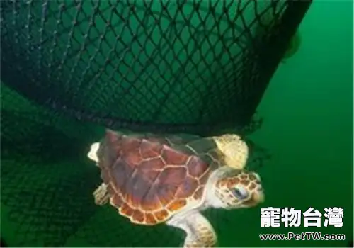 大西洋蠵龜的形態特徵(1圖)-寵物台灣