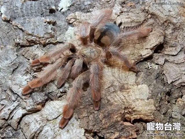 巴拿馬黃金的飼養要點(1圖)-寵物台灣