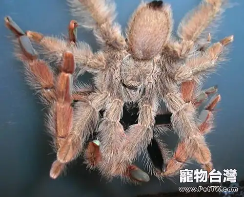 飼養巴拿馬黃金的環境要求