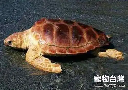大西洋蠵龜的生活環境及洄游(1圖)-寵物台灣