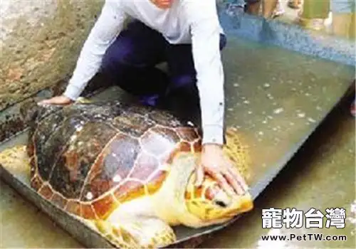 大西洋蠵龜的食物選擇(1圖)-寵物台灣