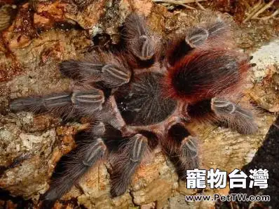 玻利維亞紅尾的品種簡介(1圖)-寵物台灣