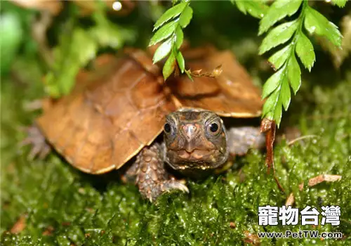 楓葉龜（瑪塔蛇頸龜）的品種簡介