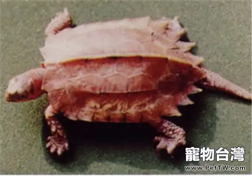 楓葉龜(瑪塔蛇頸龜)的形態特徵(1圖)-寵物台灣