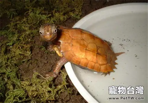 楓葉龜（瑪塔蛇頸龜）的養護方法