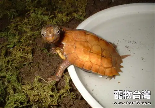 楓葉龜(瑪塔蛇頸龜)的養護方法(1圖)-寵物台灣