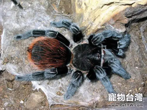 玻利維亞紅尾的飼養環境介紹(1圖)-寵物台灣
