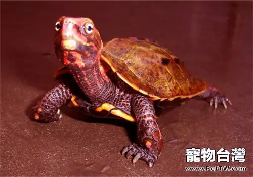 楓葉龜（瑪塔蛇頸龜）的餵養及食物的選擇