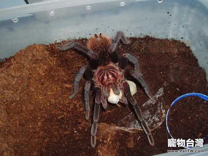 玻利維亞白腳的飼養要點(1圖)-寵物台灣