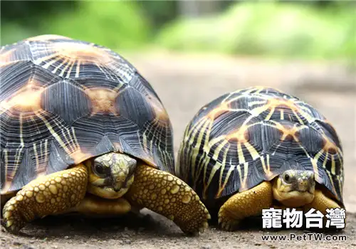 輻射陸龜的養護知識