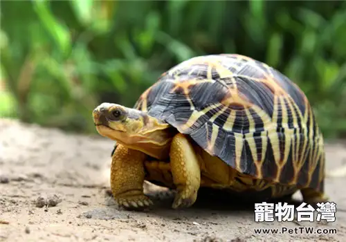 輻射陸龜的食物選擇