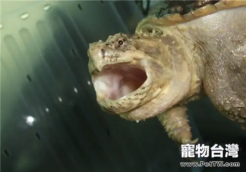 佛州擬鱷龜的外貌特徵(1圖)-寵物台灣