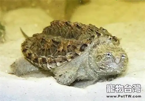 佛州擬鱷龜的環境設置(1圖)-寵物台灣