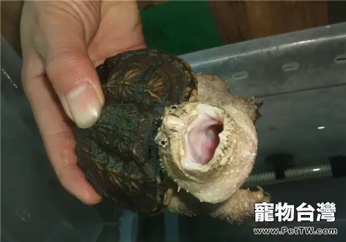 佛州擬鱷龜的餵食注意事項(1圖)-寵物台灣