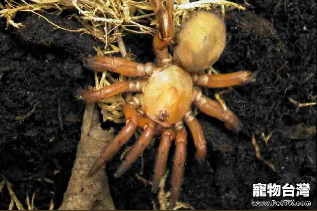 巴西啡黃的外形特點(1圖)-寵物台灣
