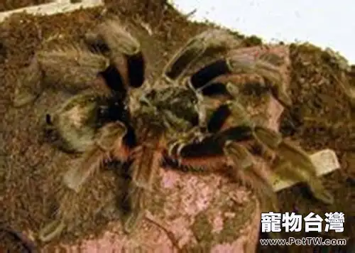 巴西啡黃的飼養要點(1圖)-寵物台灣