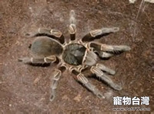 飼養巴西啡黃的環境要求(1圖)-寵物台灣