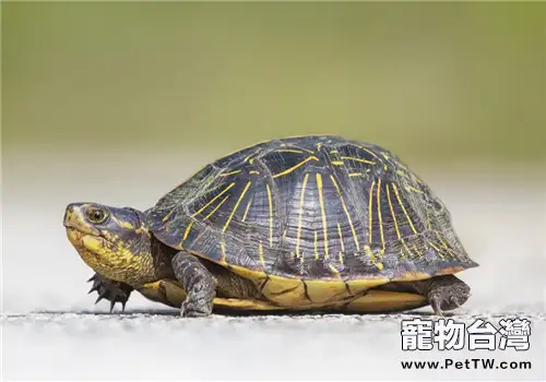 佛羅里達箱龜的外貌特徵