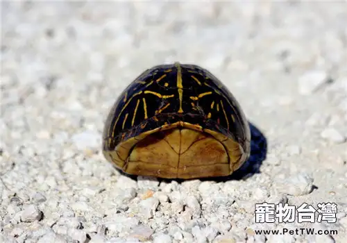 佛羅里達箱龜的養護方法(1圖)-寵物台灣