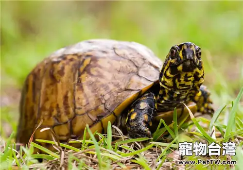 佛羅里達箱龜的環境要求(1圖)-寵物台灣