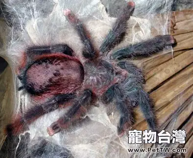巴西粉紅趾的外形特點(1圖)-寵物台灣