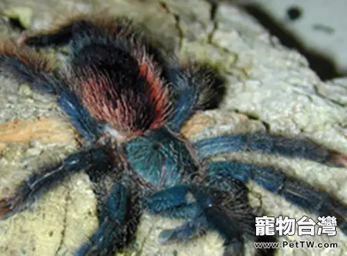 巴西粉紅趾的飼養要點(1圖)-寵物台灣