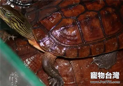 菲氏花龜的品種簡介
