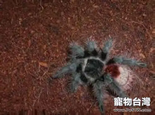 巴西紅尾的外形特點(1圖)-寵物台灣