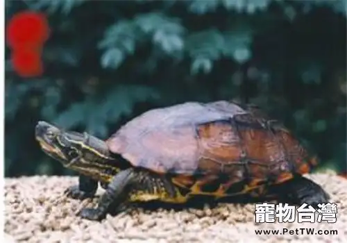 菲氏花龜的餵食要求及食物選擇