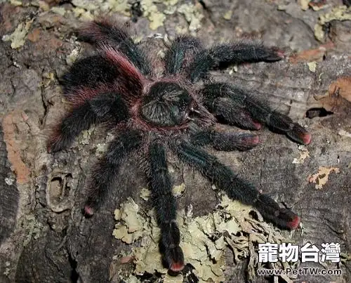 巴西紅尾的飼養環境特點