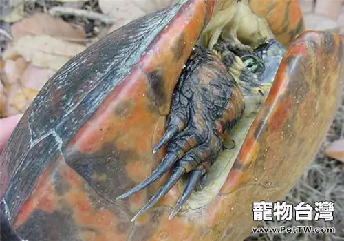 佛羅里達紅肚龜的外觀特徵(1圖)-寵物台灣