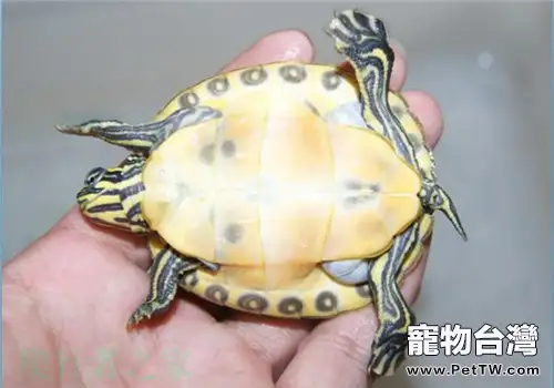 佛羅里達紅肚龜怎麼養?(1圖)-寵物台灣