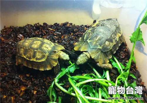 非洲折背陸龜的品種簡介(1圖)-寵物台灣