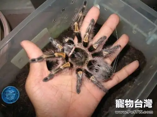 巴西巨人金直間的外形特點(1圖)-寵物台灣