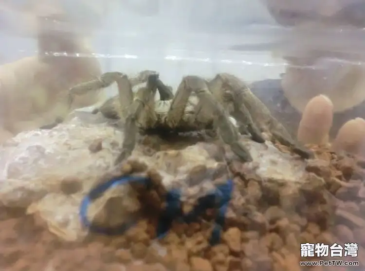 巴西巨人金直間的飼養環境(1圖)-寵物台灣