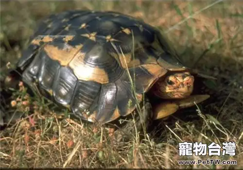 非洲折背陸龜的食物選擇