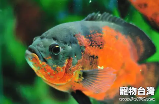 地圖魚容易患有哪些疾病(1圖)-寵物台灣