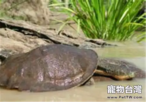 費茲洛河龜的環境設置(1圖)-寵物台灣