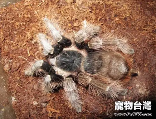 巴西紅毛蜘蛛的品種簡介