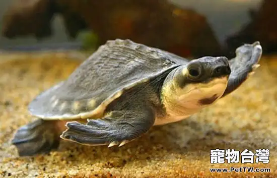 養豬鼻龜要注意哪些方面(1圖)-寵物台灣